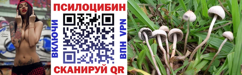 mega как войти  Дальнегорск  Псилоцибиновые грибы Psilocybine cubensis 